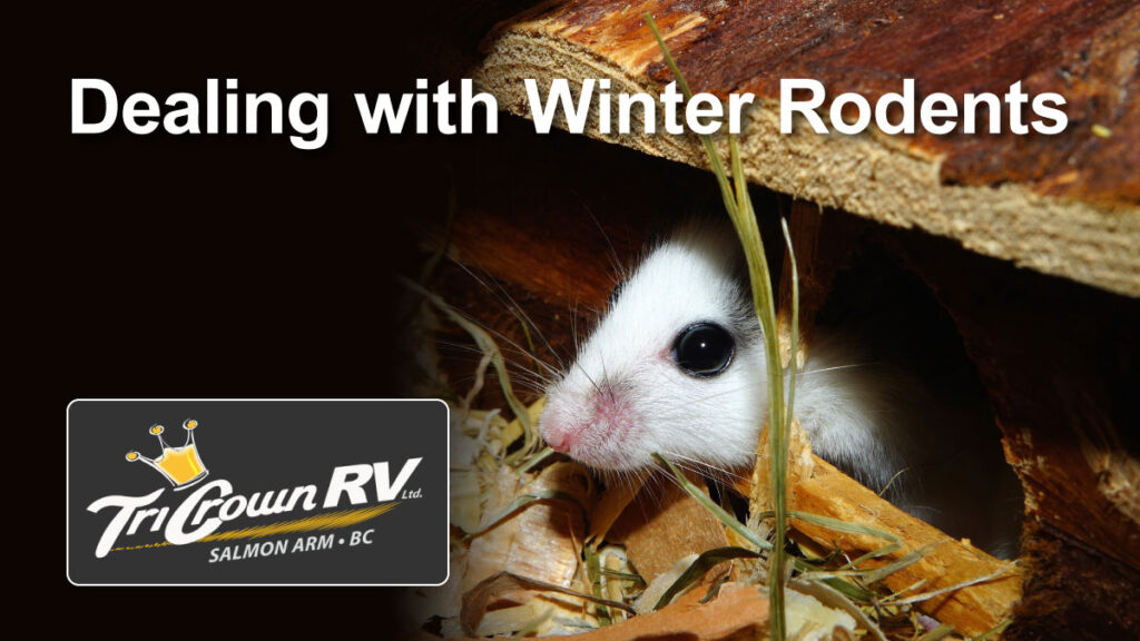 Helping-to-deal-with-winter-rodents-from-Tri-Crown-RV