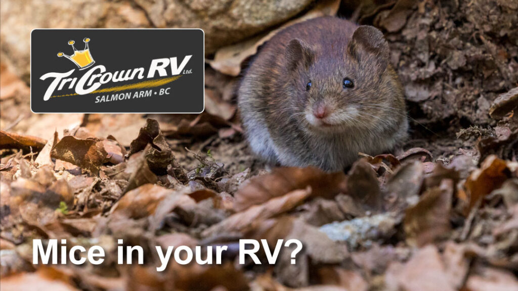Mice-in-your-RV-from-Tri-Crown-RV